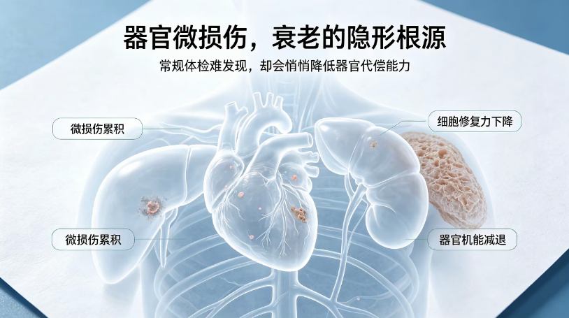 器官衰老不可逆？微损伤修复成抗衰关键
